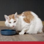 10 tips for caring for cats with kidney failure