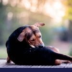 how to protect your dog and family from pests and parasites