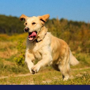 Osteoarthritis in dogs