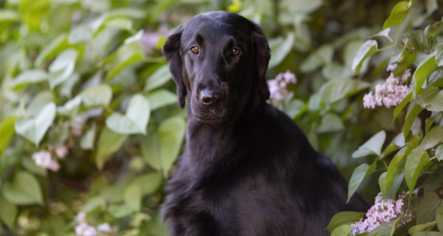 stress in dogs