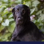stress in dogs
