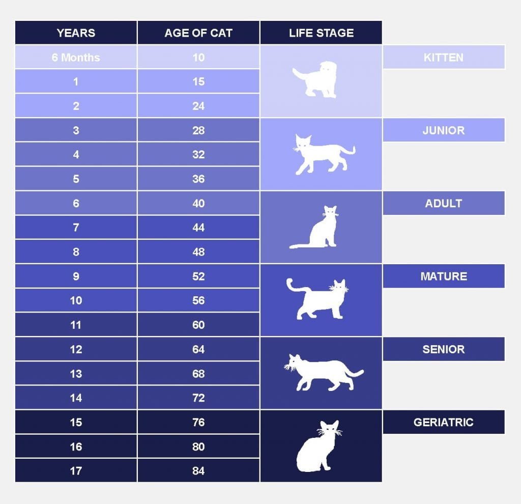 How Old Is Your Cat In Human Years? - PetlifeAU™