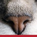 Common skin problems in cats