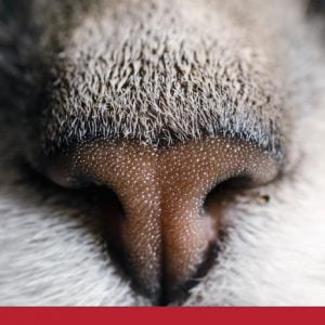 Common skin problems in cats