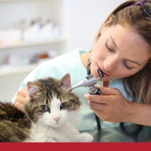 Ear infections in cats