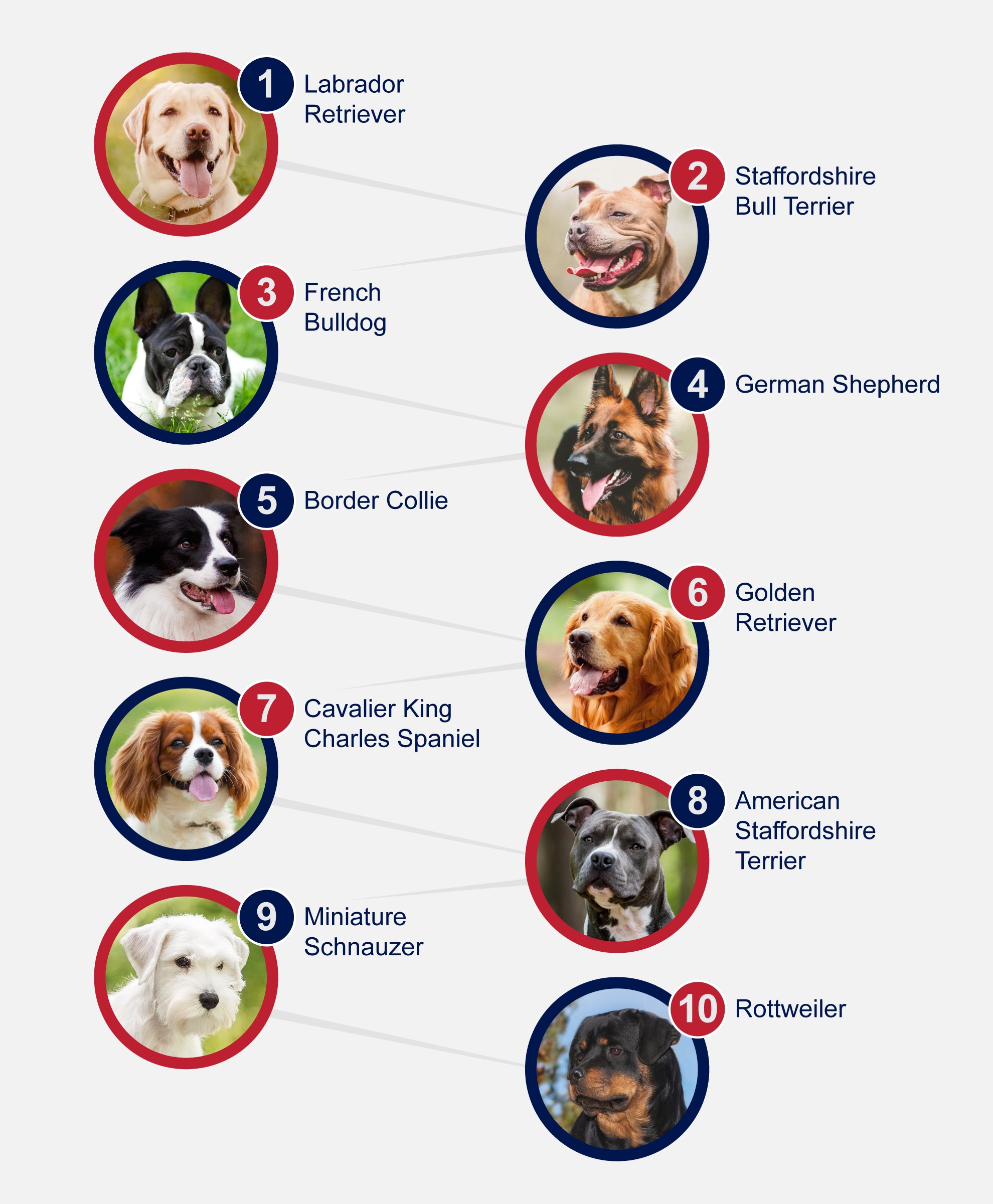 Popular Breeds Of Dogs - PetlifeAU™