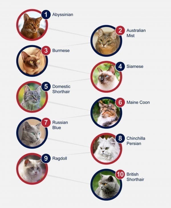 Popular Breeds Of Cats - PetlifeAU™