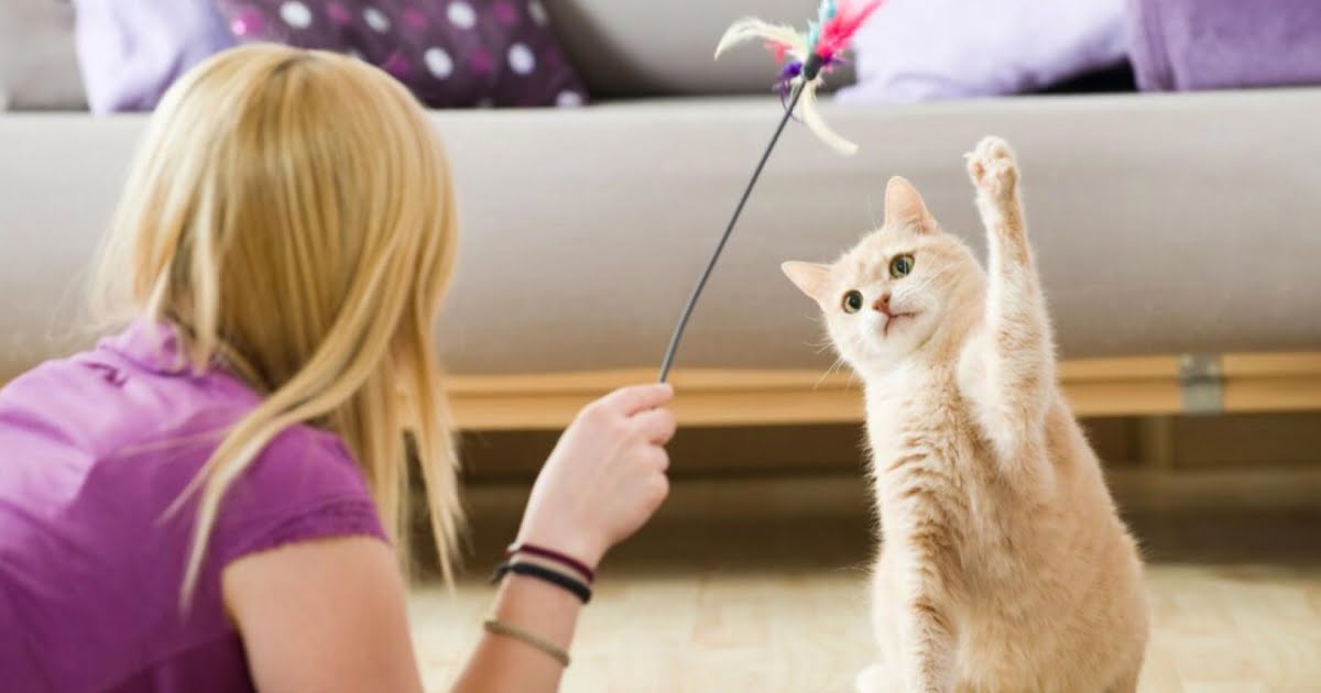 How To Play With Your Cat And For How Long PetlifeAU™