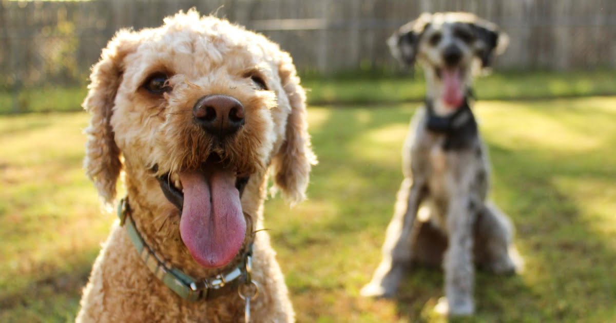 A Healthy Mouth Vs. An Unhealthy Mouth In Dogs - PetlifeAU™