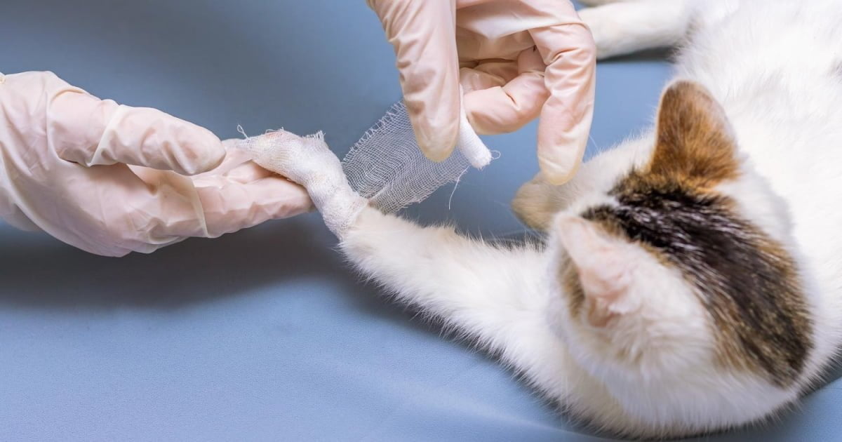 BiteWounds In Cats PetlifeAU™ BiteWounds In Cats PetlifeAU™