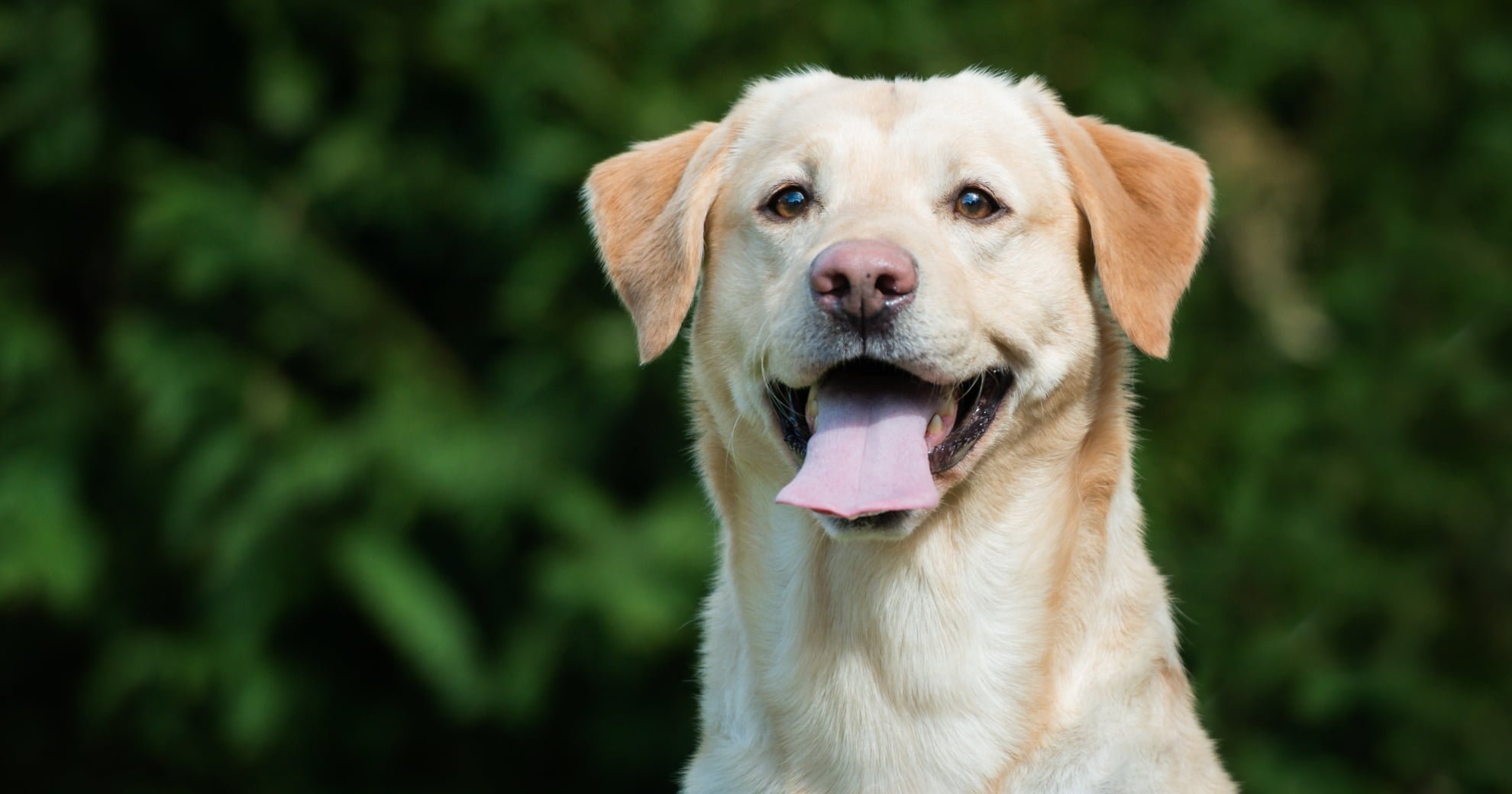 The Management And Prevention Of Diabetes In Dogs - PetlifeAU™