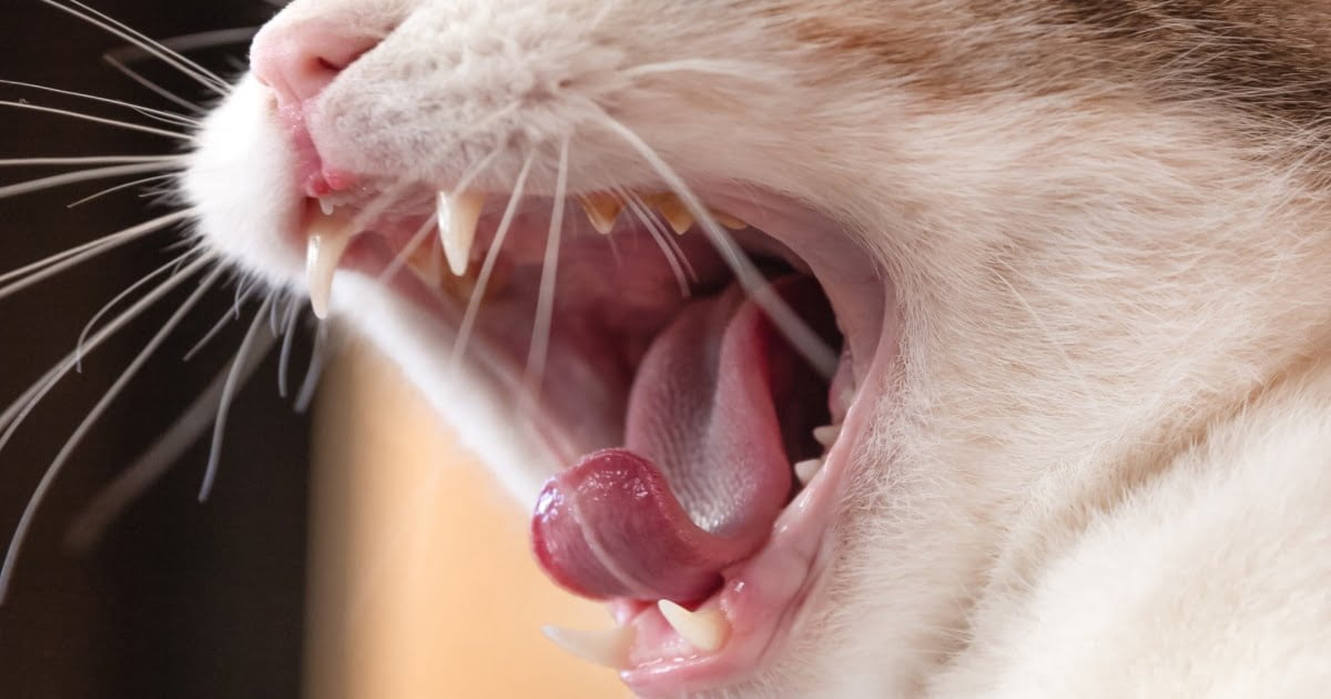 stages-and-treatment-of-gum-disease-in-cats-petlifeau