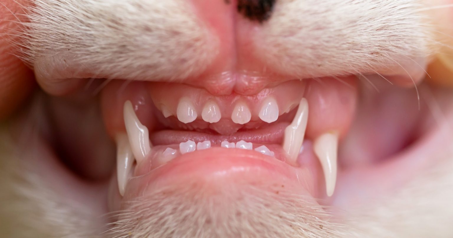 What You Should Know About Oral Health Assessments For Cats PetlifeAU™