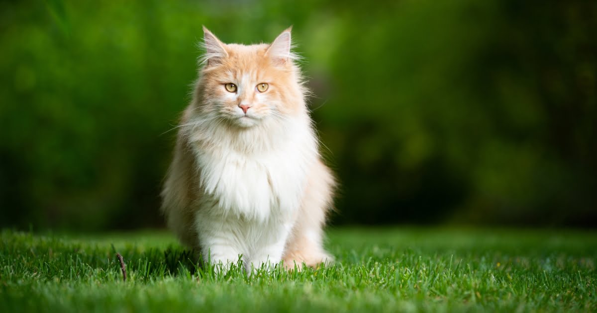 Ckd A Common Disease In Domestic Cats - Petlifeau™