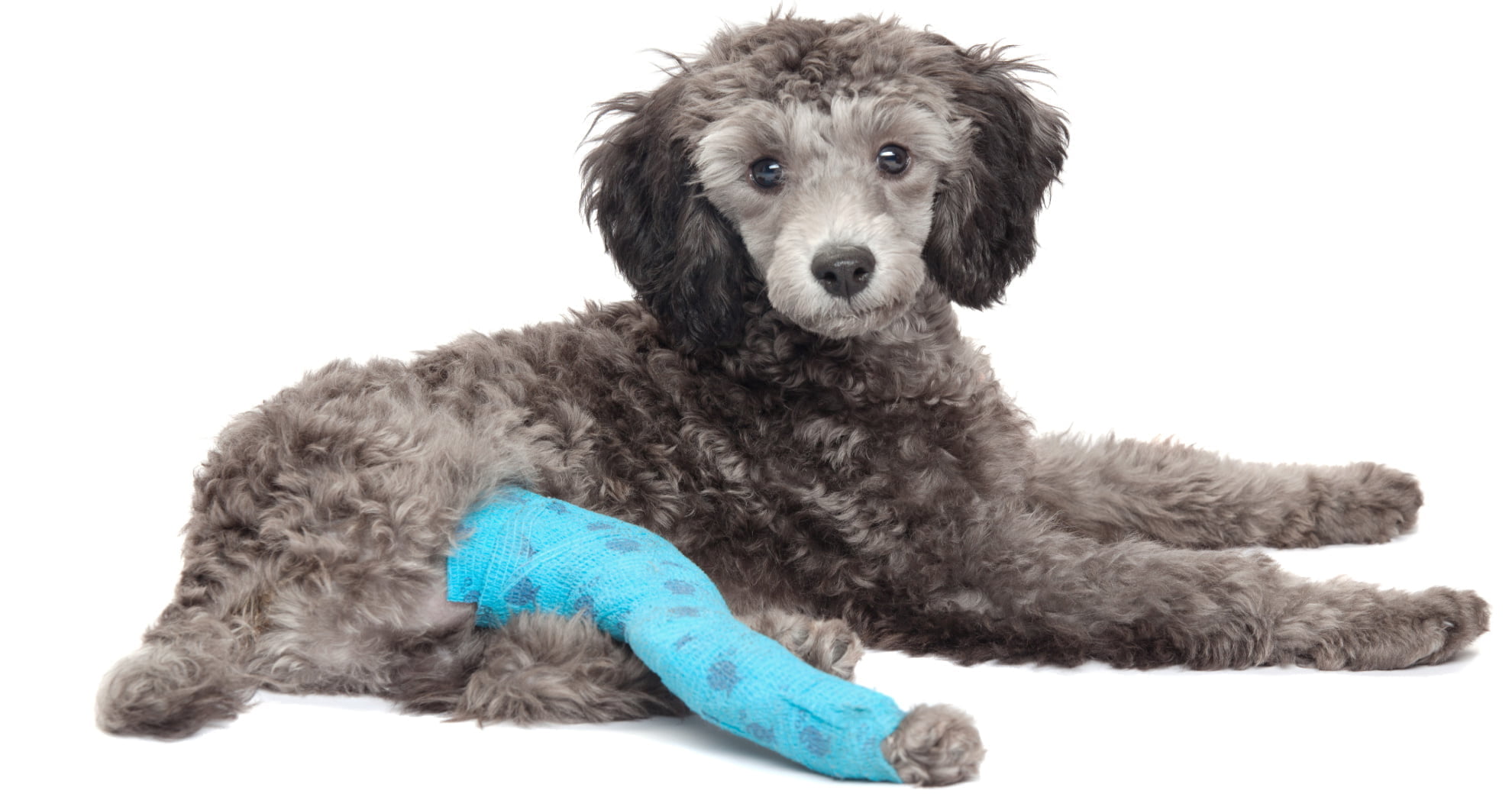 what-causes-pain-in-dogs-petlifeau