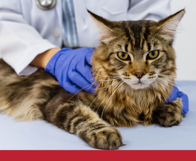 Pain and Joints Archives PetlifeAU™