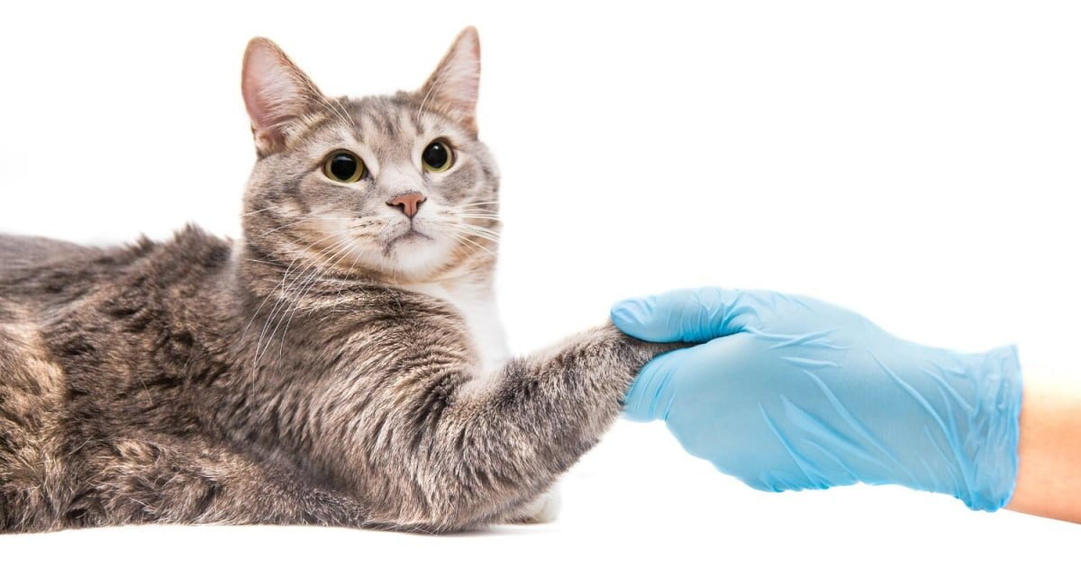 Untreated Worms in Cats What happens when cat owners do nothing? PetlifeAU™