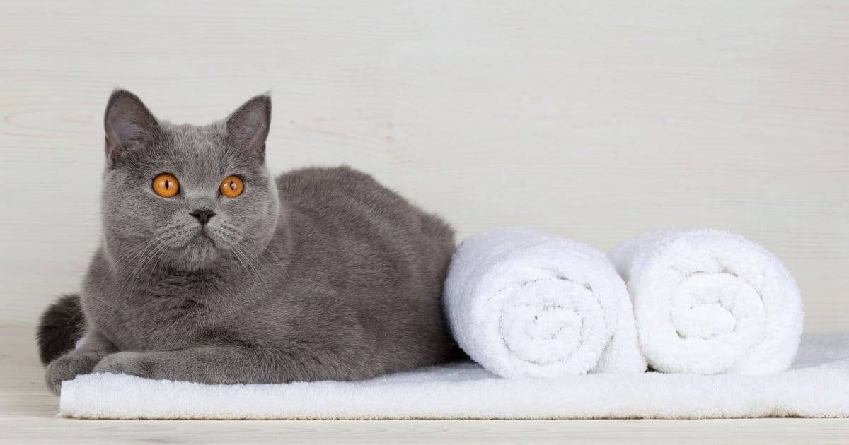 Should You Bathe Your Cat? PetlifeAU™