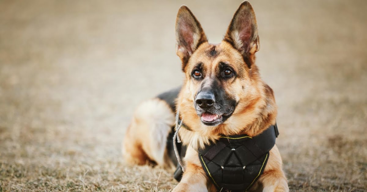 Top 10 police store dogs