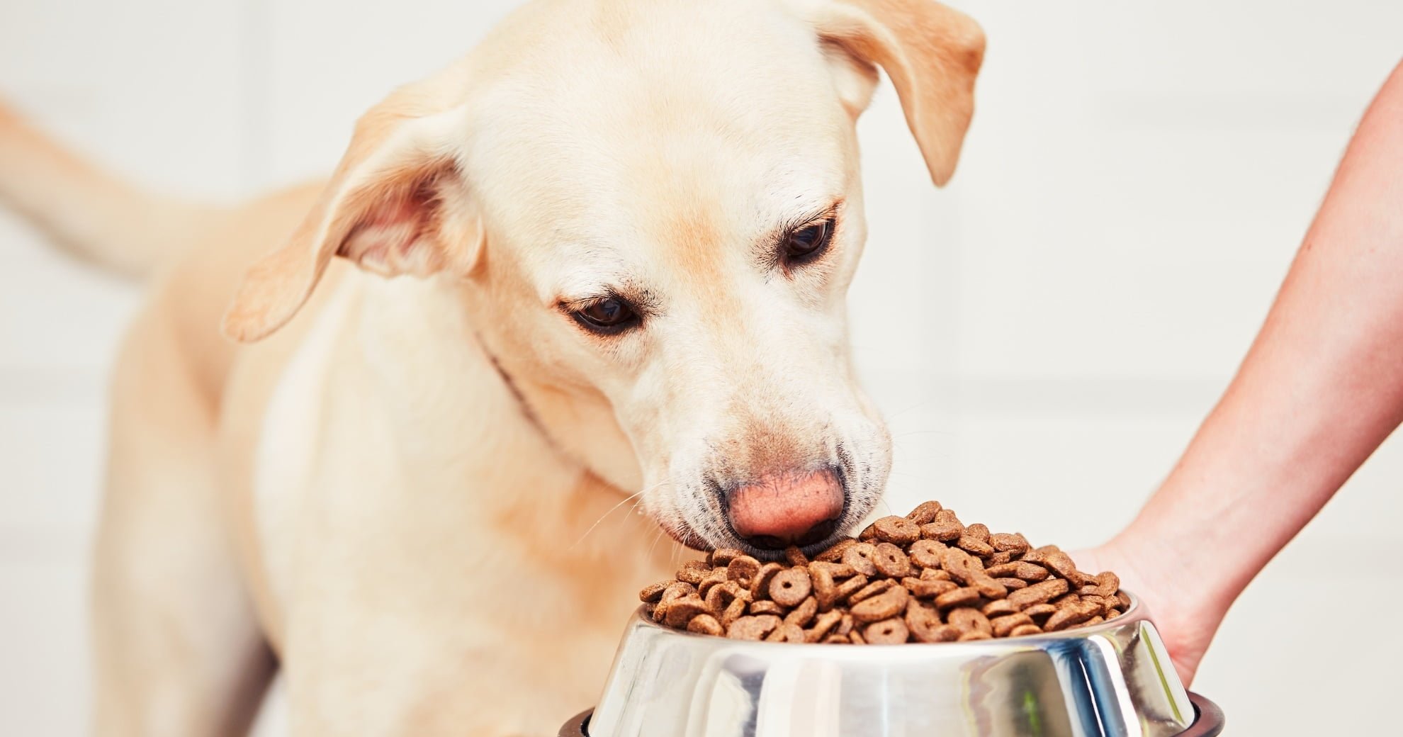 What To Look For On Pet Food Labels - PetlifeAU™