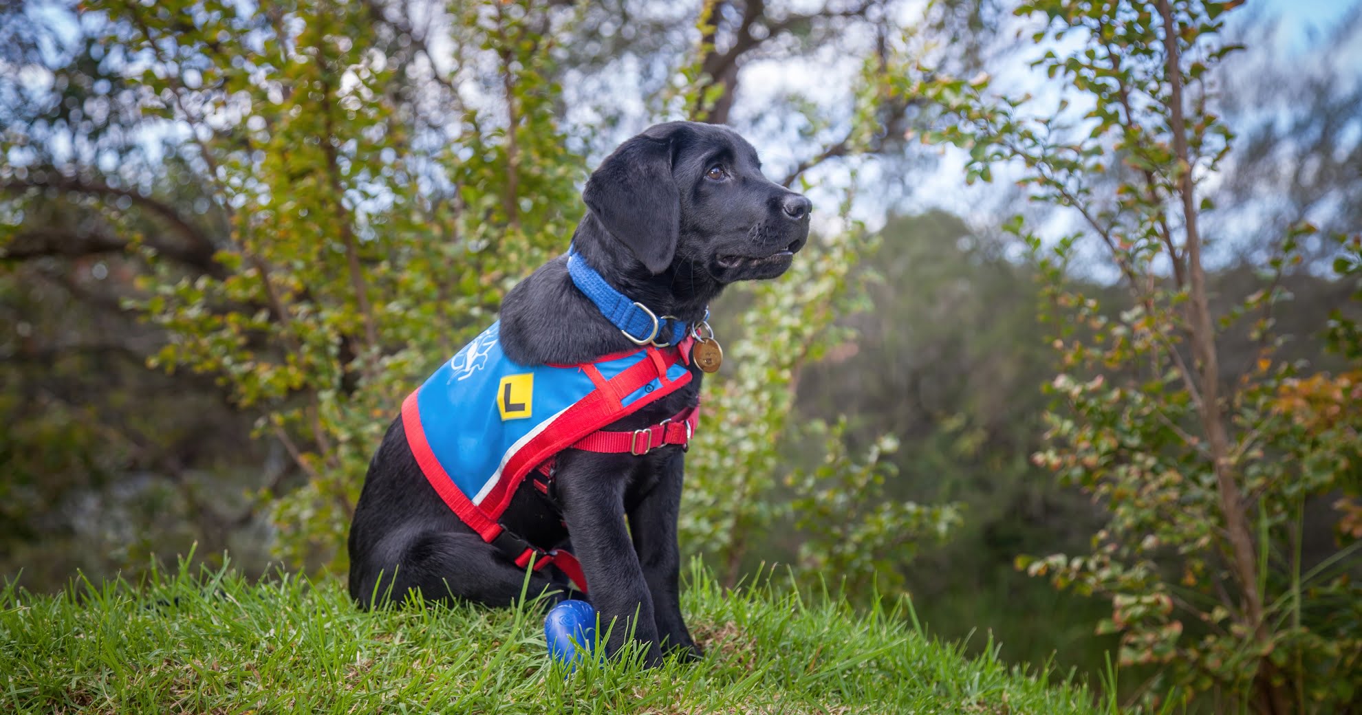 Knowing More About Service Dogs - PetlifeAU™