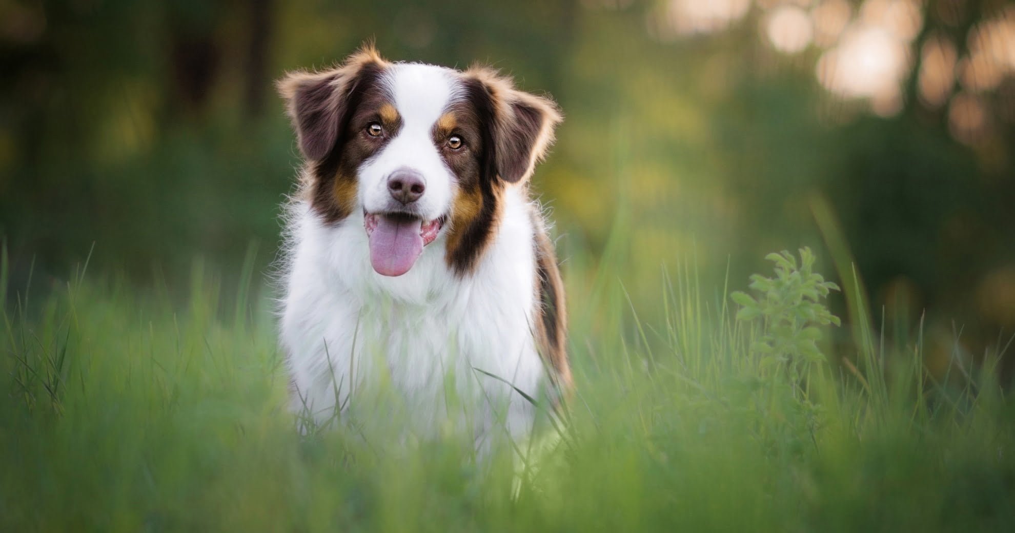 Teaching Deaf Dogs Sign Language - PetlifeAU™