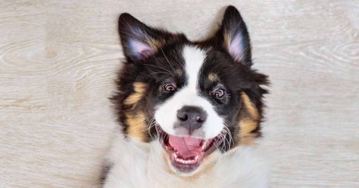 Recipe Liver Biscuits For Dogs PetlifeAU™