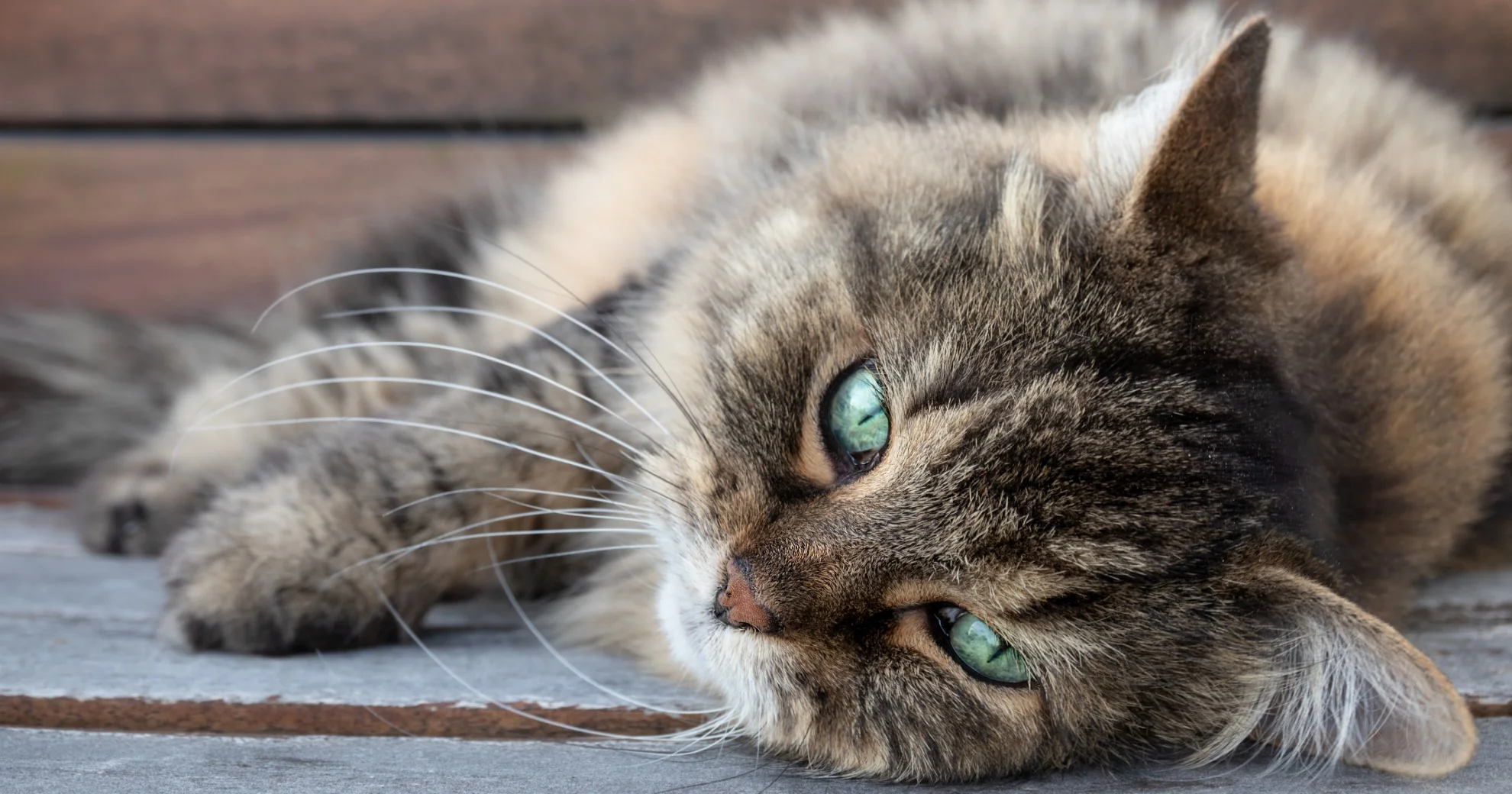 Feeding senior outlet cats