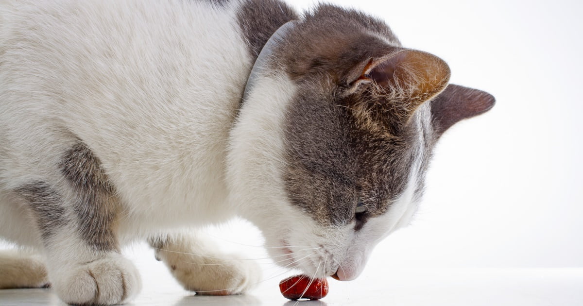 Recipe Cheesy Cat Treats PetlifeAU™