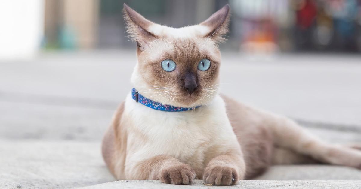 The Best Cat Breeds For Families With Children PetlifeAU™